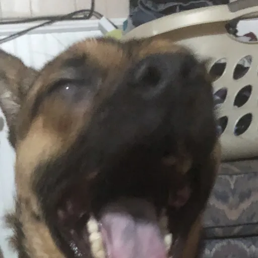 creator Marble <im my dog>'s avatar