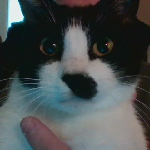 creator Catdad 2456's avatar