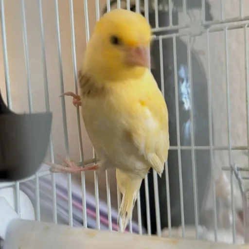 creator my pet bird,🐤's avatar