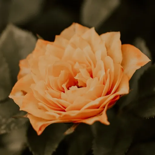 creator 🌼Orange Flower🌼's avatar