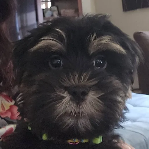 creator snickerdoodle001's avatar