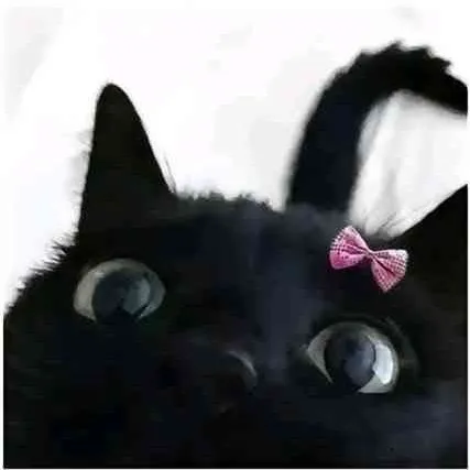 creator pusa na makulit's avatar