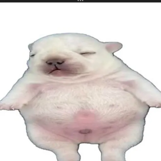 creator I am pibble's avatar