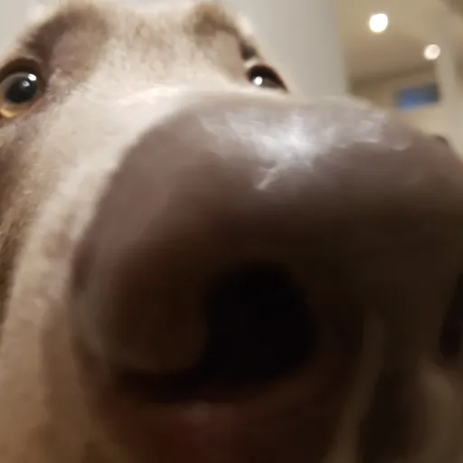 creator AverageDogLover's avatar