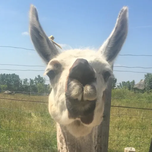 creator Alpaca✌️🦙's avatar