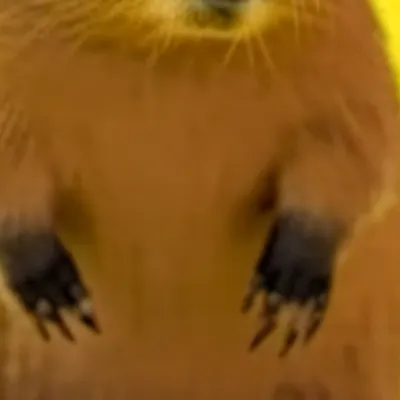 chat with ai character: Capybara 