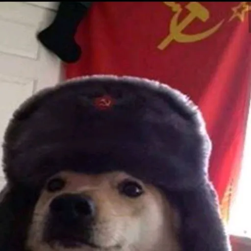 creator ❤️💛✨soviet-dog✨💛❤️'s avatar