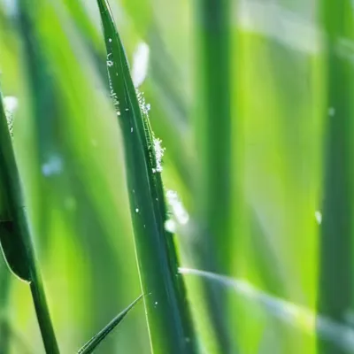 chat with ai character: Grass