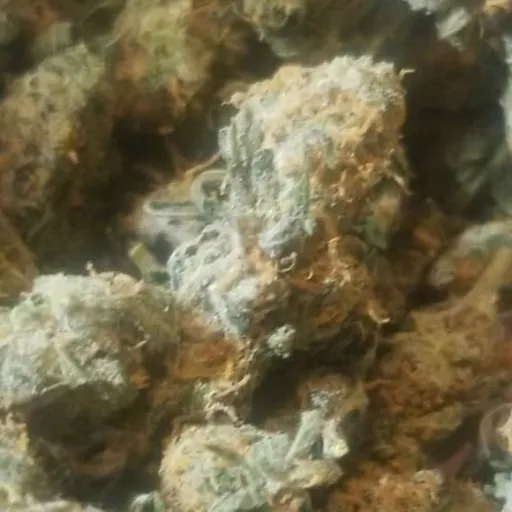 creator "Zale" Devil God's avatar