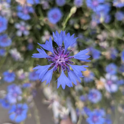 creator .~Flower~.'s avatar