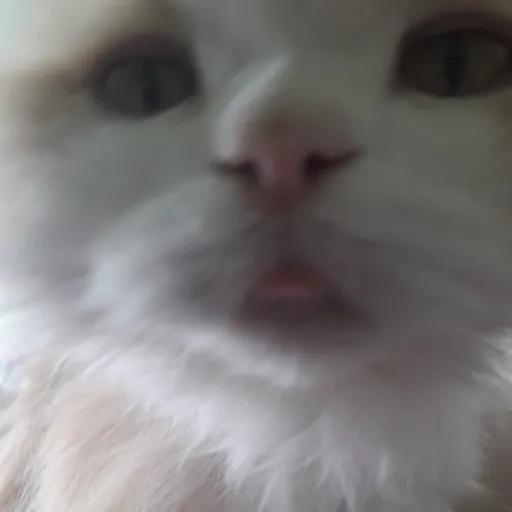 creator Cat_Lover13's avatar