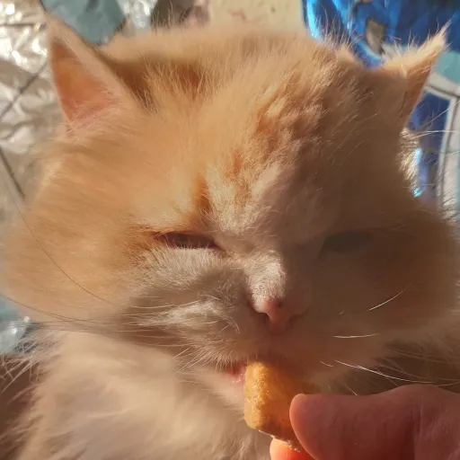 creator Cat_Lover13's avatar