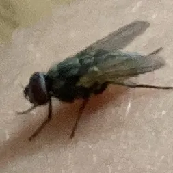 creator fly<3's avatar
