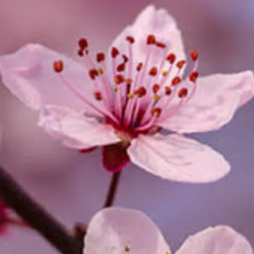 creator 🌸🌺Cherry_Blossim🌺🌸's avatar