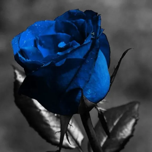creator Sapphira Rose's avatar