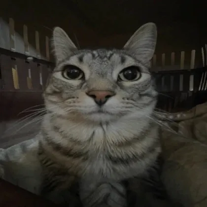 creator (~~)'s avatar