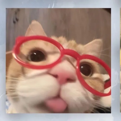 creator my little kitten🐱's avatar