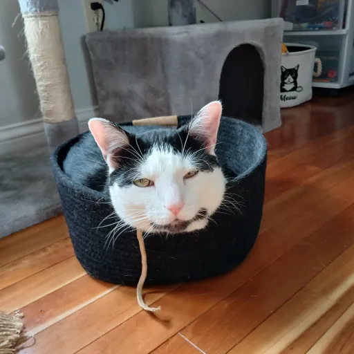 creator Cuddlecat16's avatar