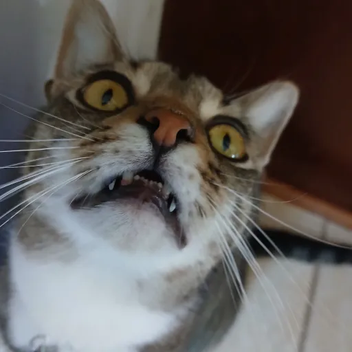 creator Unicat071's avatar