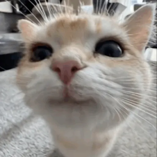 creator Ur local cat✨✨😺's avatar