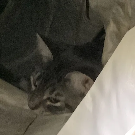 creator Theacat's avatar
