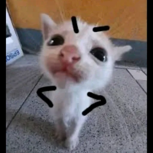 creator 3:🐾hangrykitty🐾:3's avatar