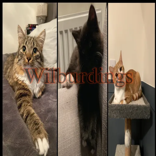 creator Wilburdings's avatar
