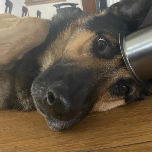 creator Doggy :3's avatar