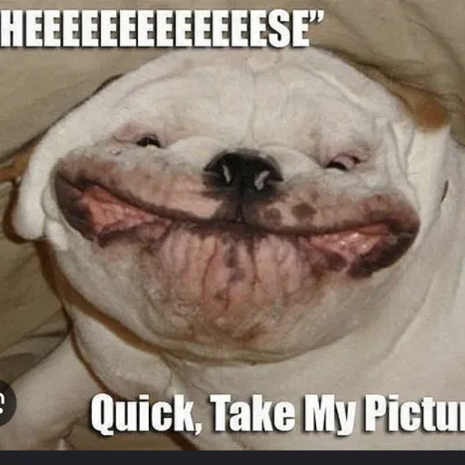 creator Dog5's avatar