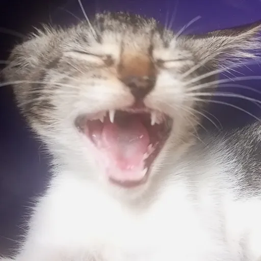 creator storycat's avatar