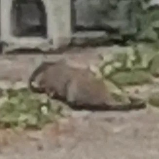 creator capybaras.goated💣's avatar