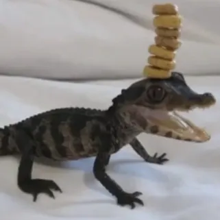 creator essa comfort 🐕🐾's avatar