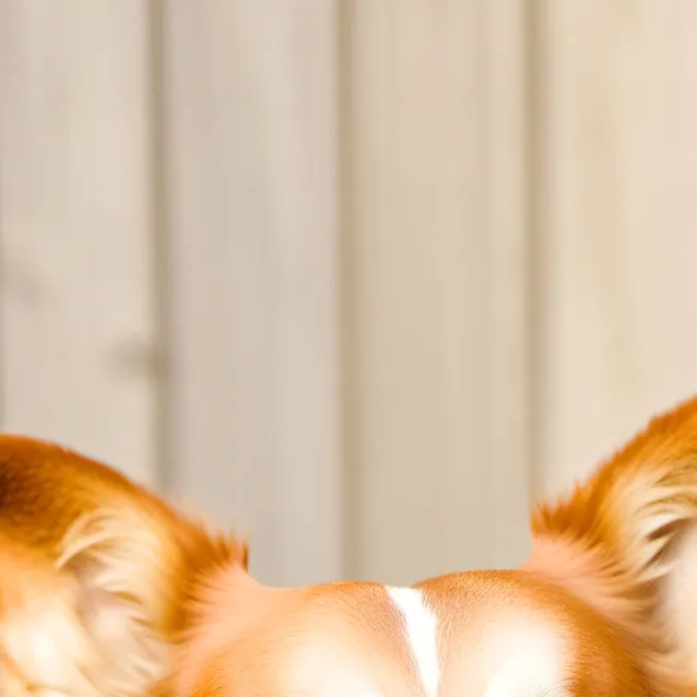 chat with ai character: dogday 