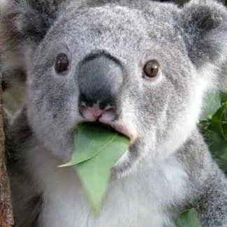 creator Aussie.'s avatar
