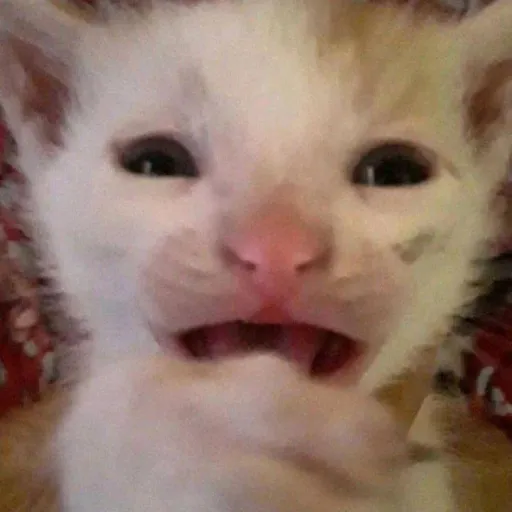 creator 🦖silly dino kitty🦖's avatar