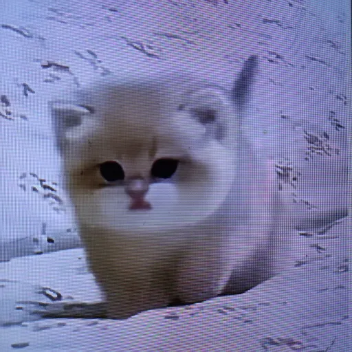 creator cute little 🐈😸♥️🫰🌟's avatar