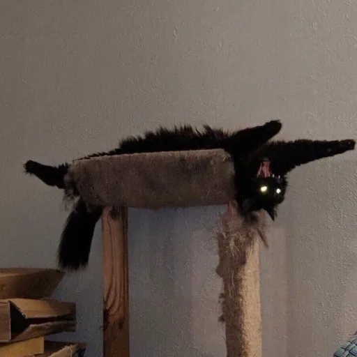 creator #scarycat#'s avatar
