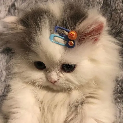 creator 𝓑𝓲𝓰𝓫𝓪𝓬𝓴𝓯𝓸𝓻𝓵𝓲𝓯𝓮𝓮 ♡'s avatar