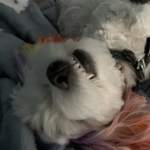 creator Super floof's avatar