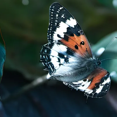 chat with ai character: Tv woman