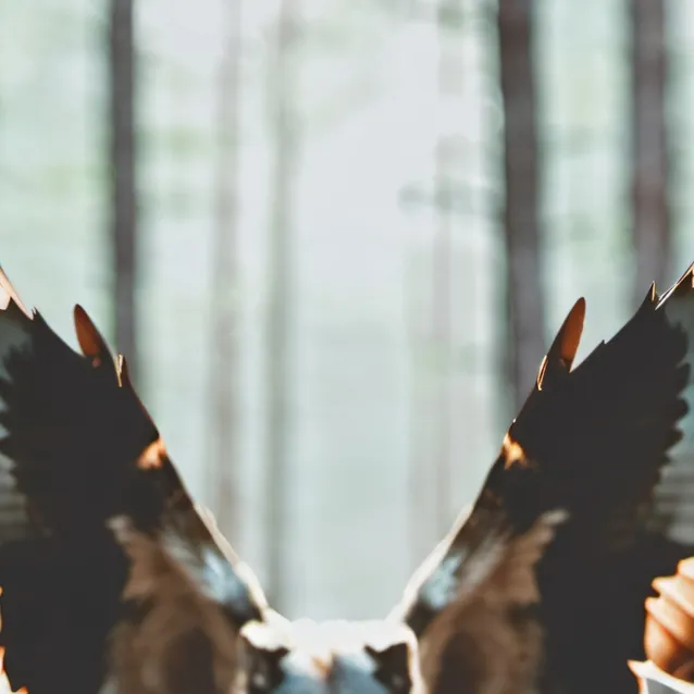 chat with ai character: wolf pack 