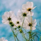 chat with ai character: Pick Me (Emily)