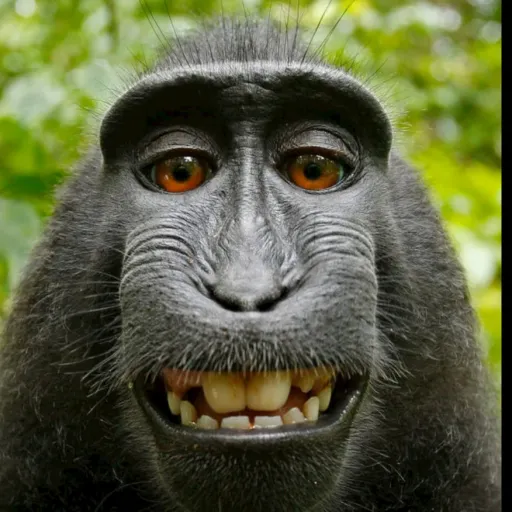 creator monkey.j.'s avatar
