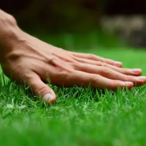 creator Idont.touch.grass's avatar
