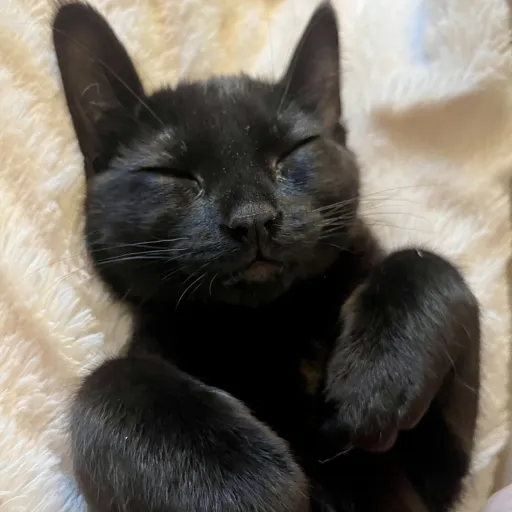 creator 🤓👆Sam-onpawz🤓👆's avatar