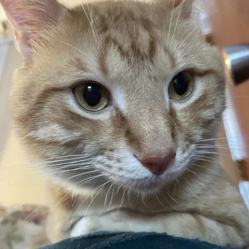 creator Jasper-is-my-cat's avatar