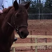 creator Horsesrule_783's avatar
