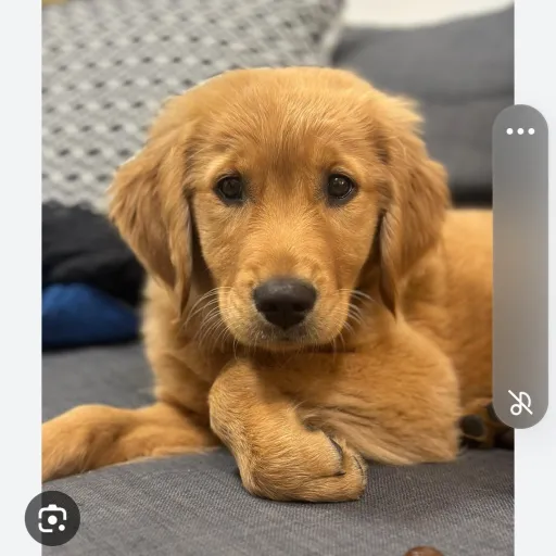 creator golden retriver's avatar