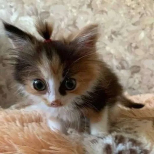 creator Little Therian🐾🦋🪷's avatar