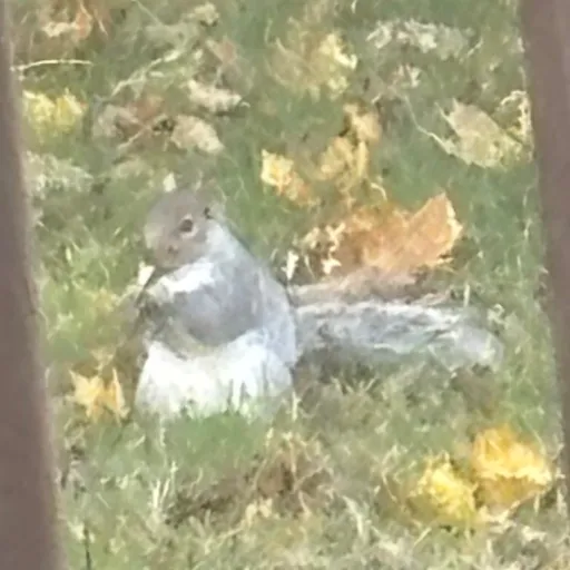 creator Kiki McNugget's avatar